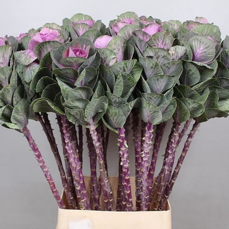 BRASSICA EMPIRE VERA