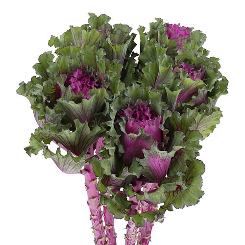 BRASSICA FIRST LADY 70cm Wholesale Dutch Flowers & Florist Supplies UK