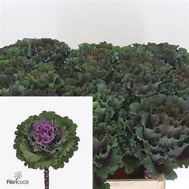 BRASSICA FIRST LADY