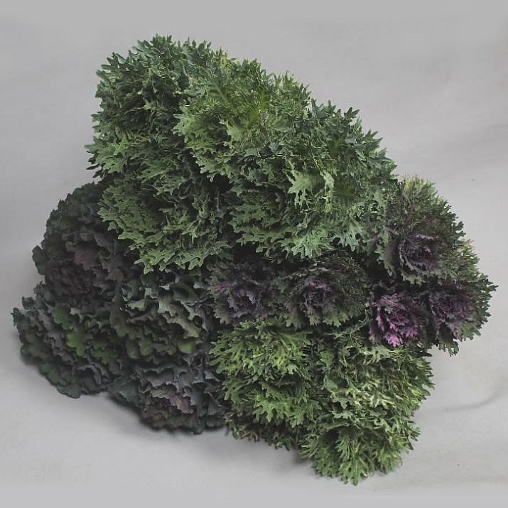 BRASSICA FRILLY MIX (VARIETIES MAY VARY)