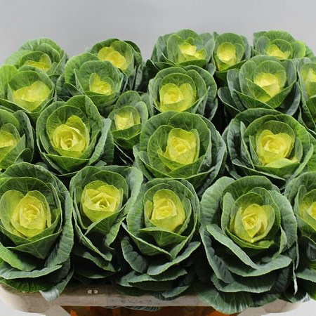 BRASSICA GREEN