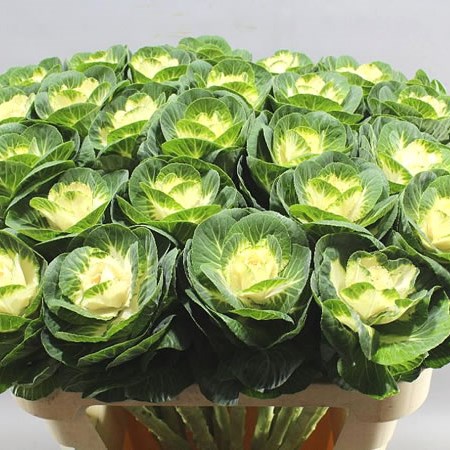 BRASSICA GREEN/CREAM