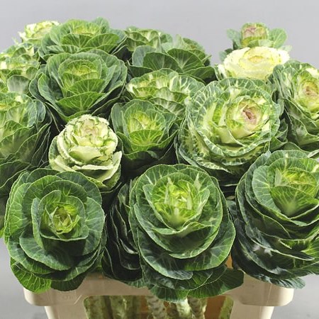 BRASSICA GREEN/WHITE