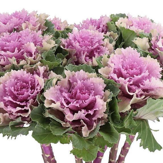 BRASSICA KSENIA 70cm Wholesale Dutch Flowers & Florist Supplies UK