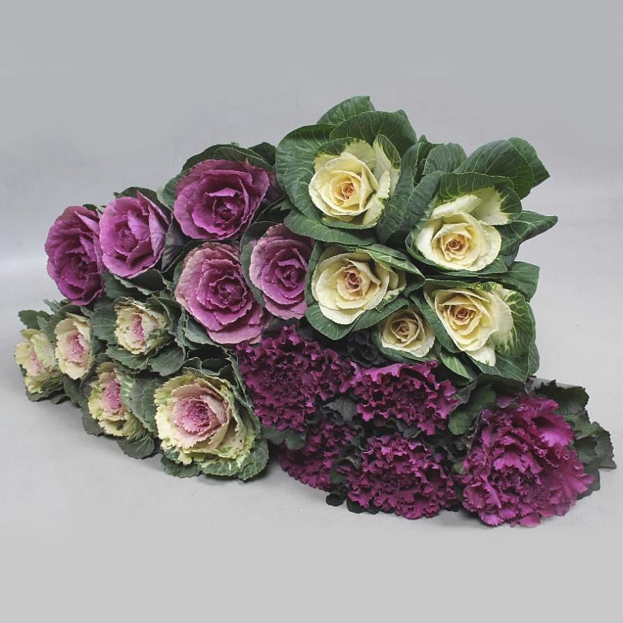 BRASSICA MIX (VARIETIES MAY VARY)