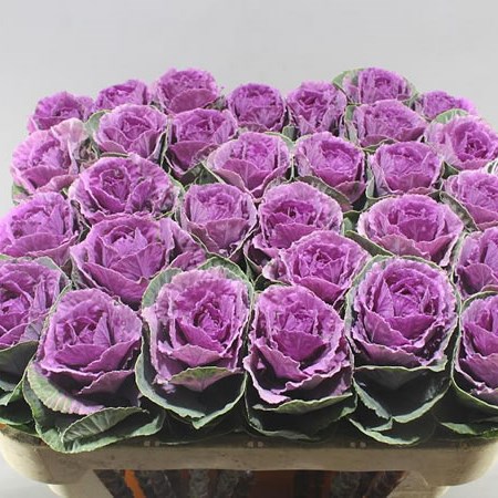 BRASSICA OLGA