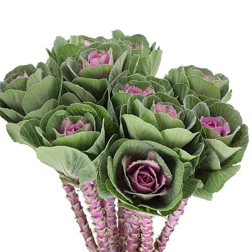 BRASSICA PINK CRANE 70cm Wholesale Dutch Flowers & Florist Supplies UK