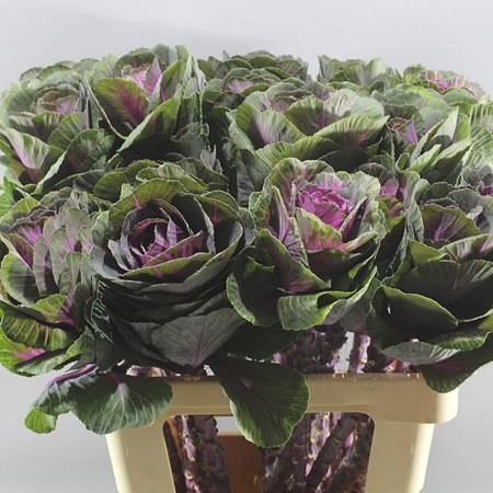 BRASSICA RED CRANE