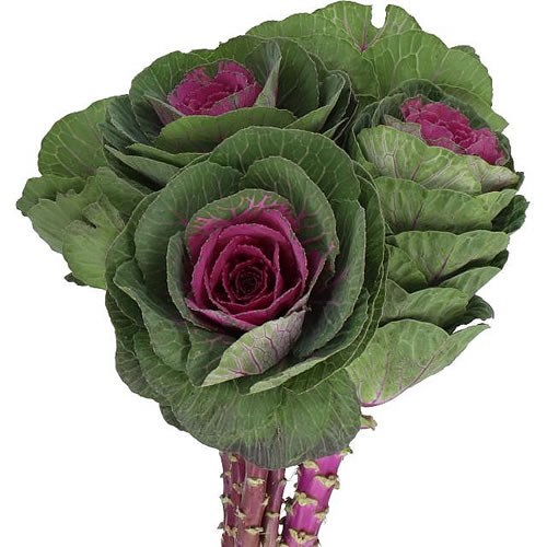 BRASSICA RED CRANE 70cm Wholesale Dutch Flowers & Florist Supplies UK