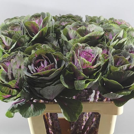 BRASSICA RED CRANE