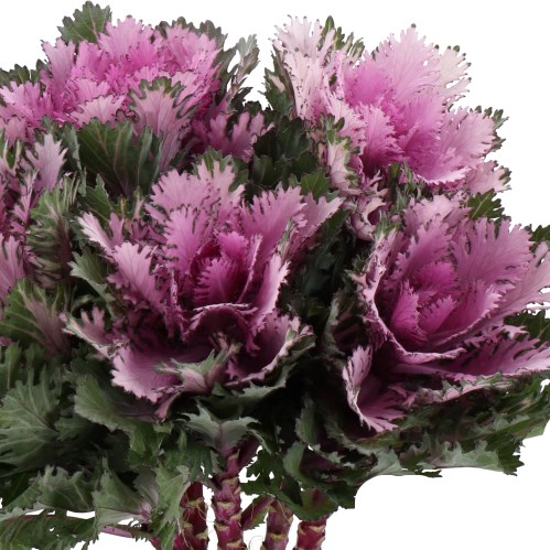 BRASSICA RIGEL