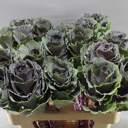 BRASSICA ROSE CRANE
