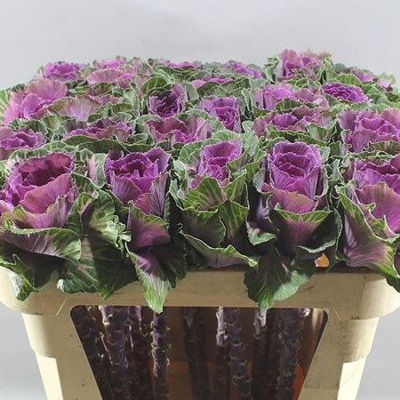 BRASSICA ROSE CRANE