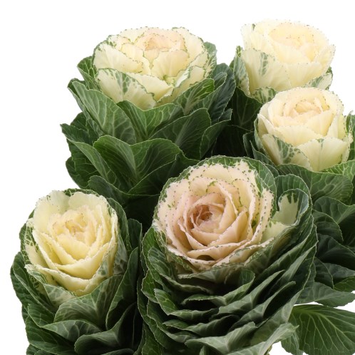 BRASSICA ROUND WHITE