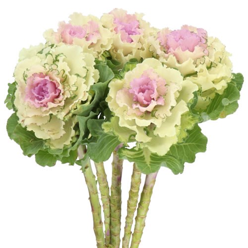 BRASSICA RUFFLE BICOLOUR