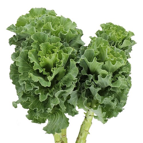 BRASSICA RUFFLE GREEN 60cm Wholesale Dutch Flowers & Florist Supplies UK