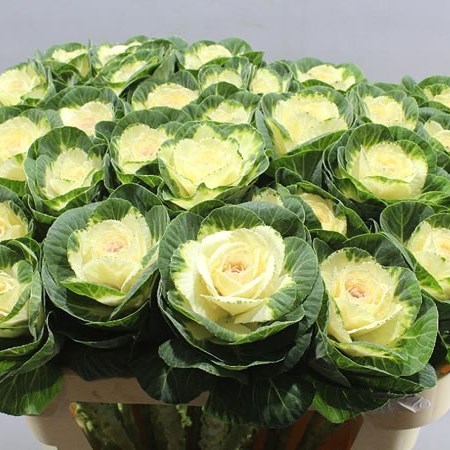 BRASSICA WHITE CRANE