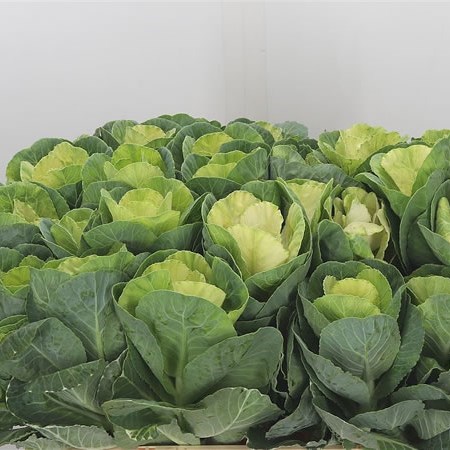 BRASSICA WHITE CRANE