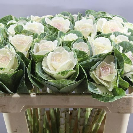 BRASSICA WHITE CRANE