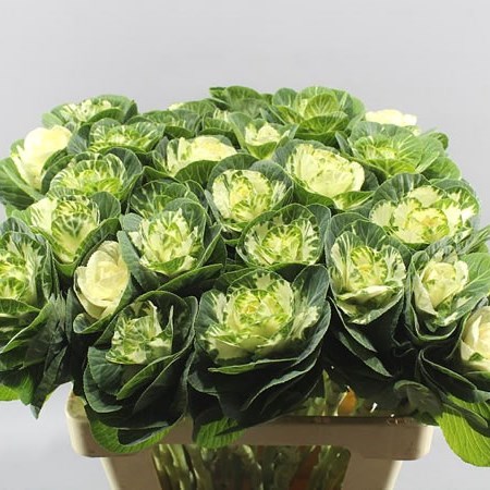 BRASSICA WHITE CRANE
