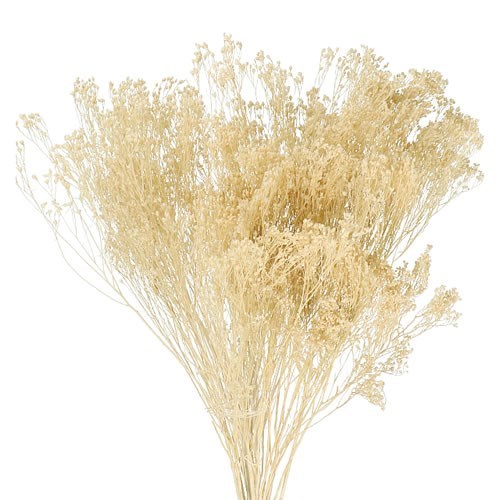 BROOMS BLEACHED & PRESERVED