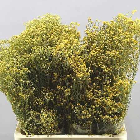 BROOMS PRESERVED & NATURAL