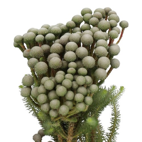 BRUNIA AYOBA SILVERMOON