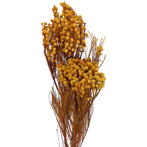BRUNIA DYED LIGHT YELLOW DRIED 60cm Wholesale Dried Flowers UK