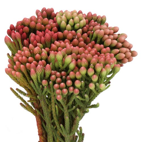 BRUNIA LAEVIS RED