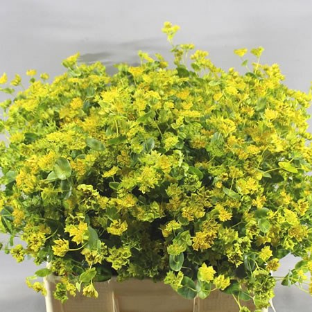BUPLEURUM GRIFFITHII