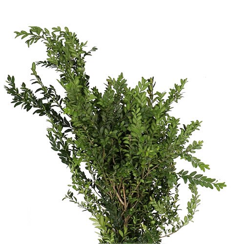 BUXUS SEMPERVIRENS