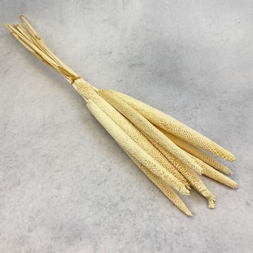 Babala Dried & Bleached (10 stem bunch)