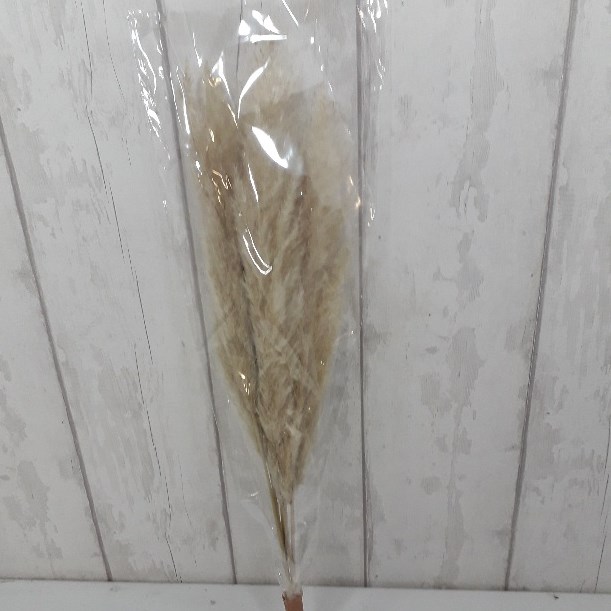 A1 Cortaderia Baby Pampas Grass (Dried)