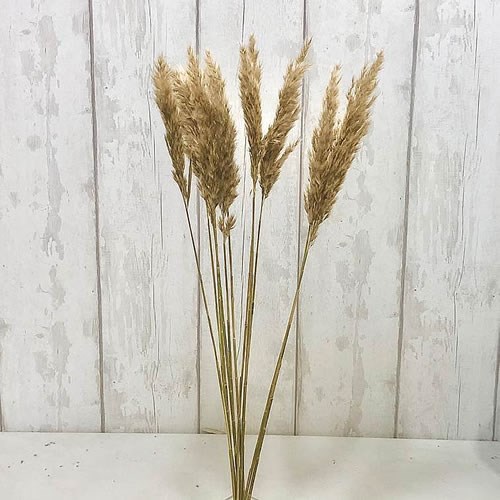 A1 Cortaderia Baby Pampas Grass (Dried)