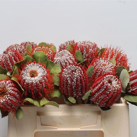 Banksia Coccinea