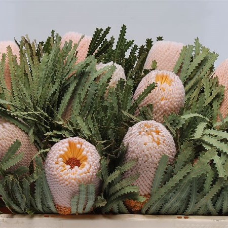 Banksia Hookeriana