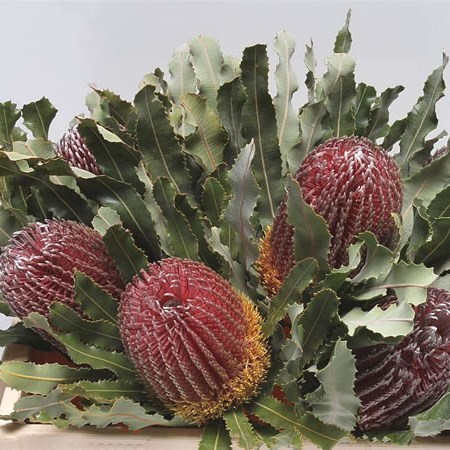 Banksia Menziesi