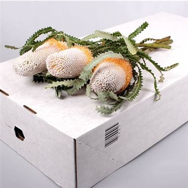 Banksia Prionotes