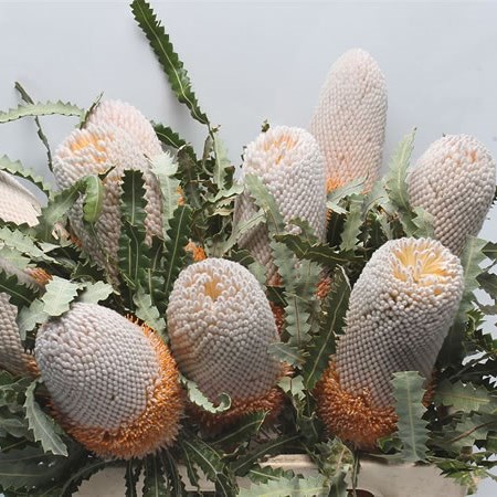 Banksia Prionotis