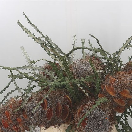 Banksia Speciosa (Hairy)