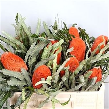 Banksia Prionotes Orange
