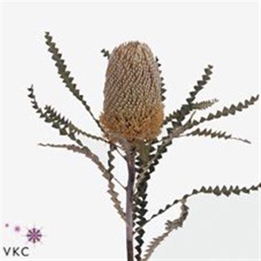 Banksia Speciosa