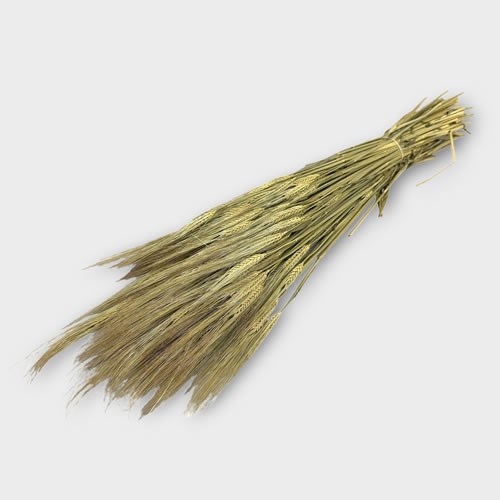 Barley (Dried)