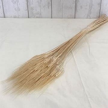 Bearded Wheat - Bleached & Dried