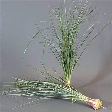 Beargrass