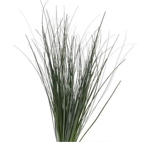 Beargrass Natural XL