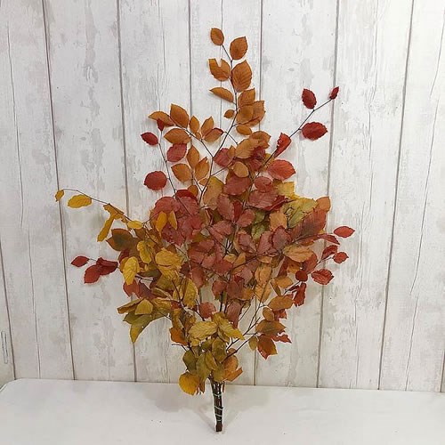 Beech (Copper) Preserved 80cm Wholesale Dutch Flowers & Florist