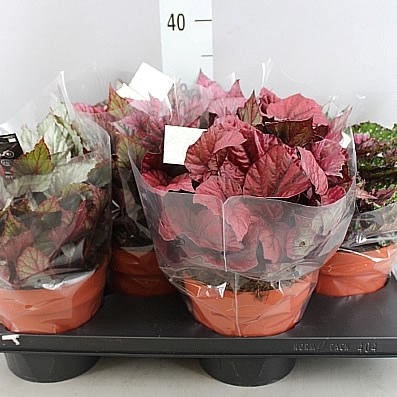 Begonia Beleaf Mix (Begonia Rex)