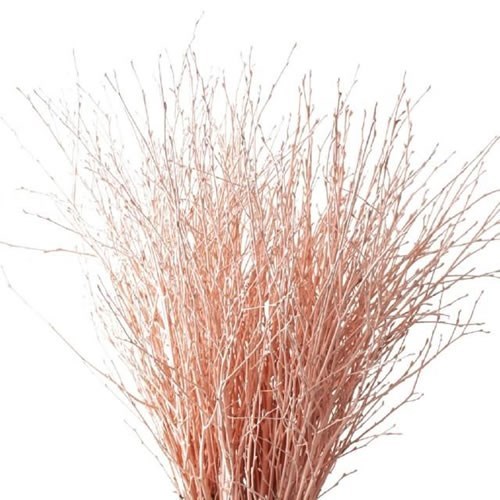 Betula Dyed Apricot