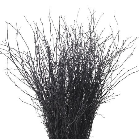 Betula Dyed Black